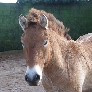 Przewalski's horse -Zoo de Santillana del Mar (2024)