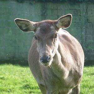 Iberian red deer -Zoo de Santillana del Mar (2024)