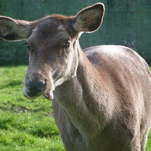 Iberian red deer -Zoo de Santillana del Mar (2024)