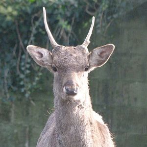 European fallow deer -Zoo de Santillana del Mar (2024)