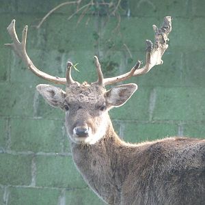 European fallow deer -Zoo de Santillana del Mar (2024)