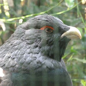 Western capercaillie -Zoo de Santillana del Mar (2024)