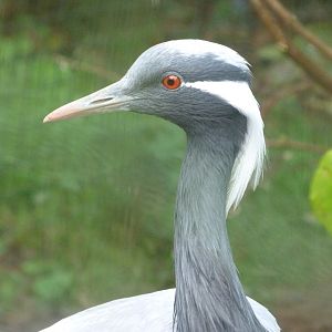 Demoiselle crane -Zoo de Santillana del Mar (2024)