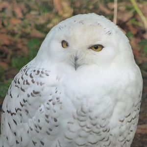 Snowy owl -Zoo de Santillana del Mar (2024)