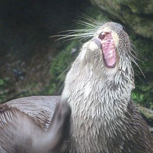 Eurasian otter -Zoo de Santillana del Mar (2024)