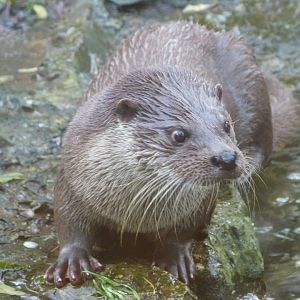 Eurasian otter -Zoo de Santillana del Mar (2024)
