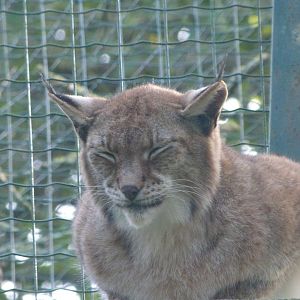 Northern lynx -Zoo de Santillana del Mar (2024)
