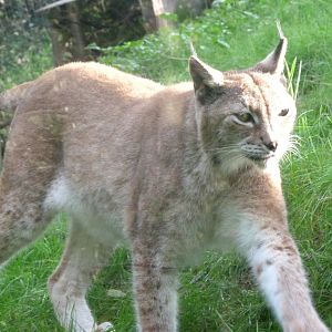Northern lynx -Zoo de Santillana del Mar (2024)