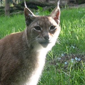 Northern lynx -Zoo de Santillana del Mar (2024)