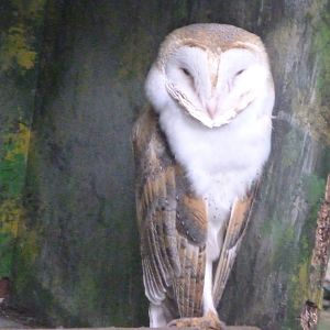 Western European barn owl -Zoo de Santillana del Mar (2024)