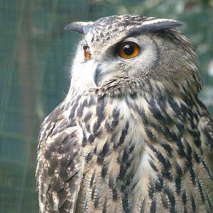 Iberian eagle-owl -Zoo de Santillana del Mar (2024)
