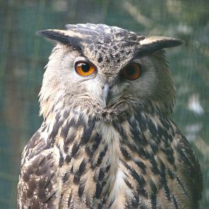 Iberian eagle-owl -Zoo de Santillana del Mar (2024)