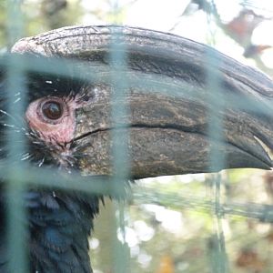 Trumpeter hornbill -Zoo de Santillana del Mar (2024)