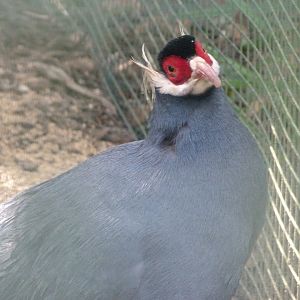 Blue-eared pheasant -Zoo de Santillana del Mar (2024)