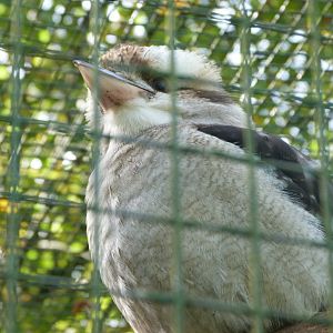 Laughing kookaburra -Zoo de Santillana del Mar (2024)