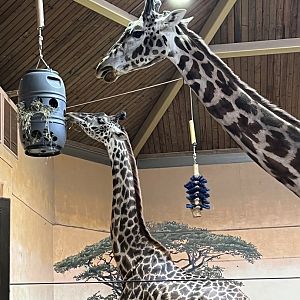Giraffes