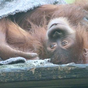 Sumatran orangutan -Zoo de Santillana del Mar (2024)