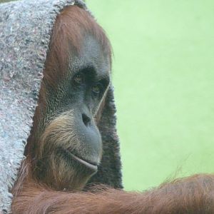 Sumatran orangutan -Zoo de Santillana del Mar (2024)