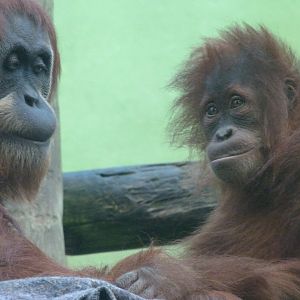 Sumatran orangutans -Zoo de Santillana del Mar (2024)
