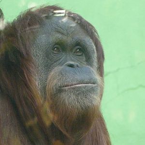 Sumatran orangutan -Zoo de Santillana del Mar (2024)