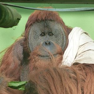 Sumatran orangutan -Zoo de Santillana del Mar (2024)