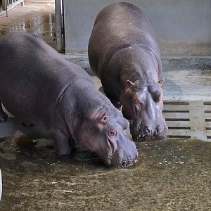 Hippos indoor