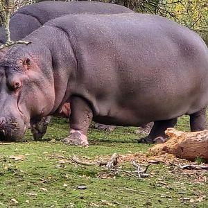 Common hippo