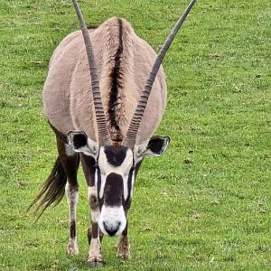 Gemsbok