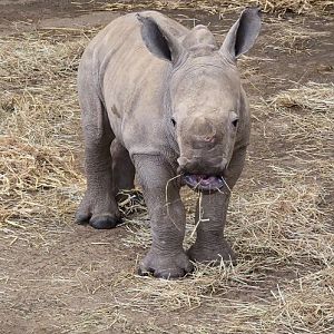 White rhino calf