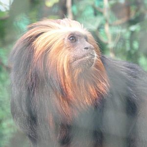 Golden-headed lion tamarin -Zoo de Santillana del Mar (2024)