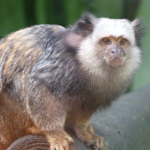 Hybrid callitrichid -Zoo de Santillana del Mar (2024)