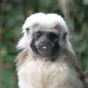 Cotton-top tamarin -Zoo de Santillana del Mar (2024)