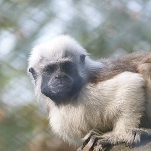 Cotton-top tamarin -Zoo de Santillana del Mar (2024)