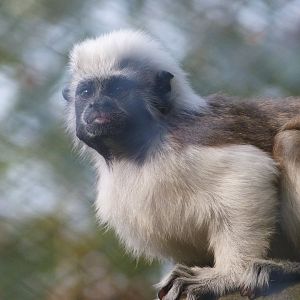 Cotton-top tamarin -Zoo de Santillana del Mar (2024)