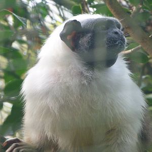 Pied tamarin -Zoo de Santillana del Mar (2024)