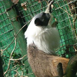 Pied tamarin -Zoo de Santillana del Mar (2024)