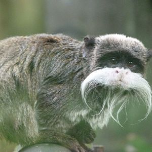 Bearded emperor tamarin -Zoo de Santillana del Mar (2024)