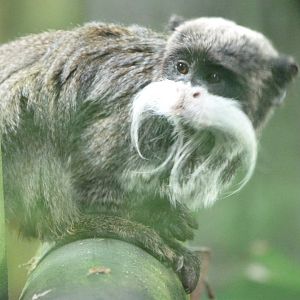 Bearded emperor tamarin -Zoo de Santillana del Mar (2024)