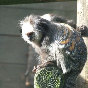 Geoffroy’s tuft-eared marmoset -Zoo de Santillana del Mar (2024)