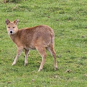 Chinese water deer