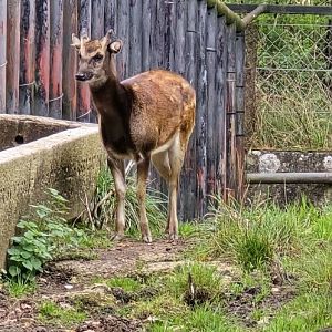 Philippines spotted deer