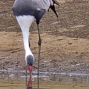 Wattled crane