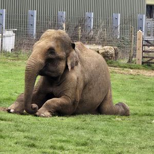Asian elephant