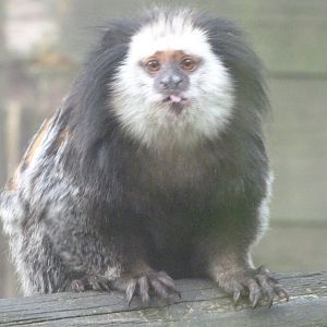 Geoffroy’s tuft-eared marmoset -Zoo de Santillana del Mar (2024)