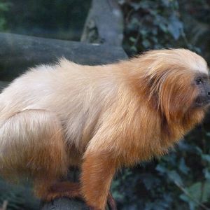Golden lion tamarin -Zoo de Santillana del Mar (2024)