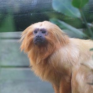 Golden lion tamarin -Zoo de Santillana del Mar (2024)