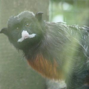 Red-bellied tamarin -Zoo de Santillana del Mar (2024)
