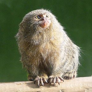 Pygmy marmoset -Zoo de Santillana del Mar (2024)