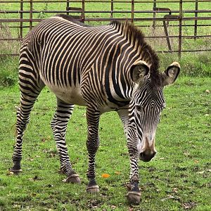 Grevy zebra