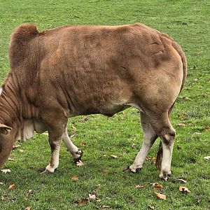 Domestic zebu